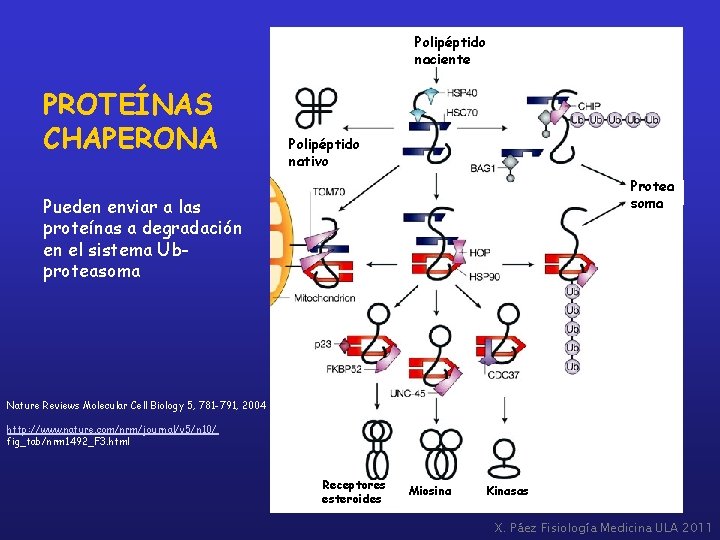 Polipéptido naciente PROTEÍNAS CHAPERONA Polipéptido nativo Protea soma Pueden enviar a las proteínas a