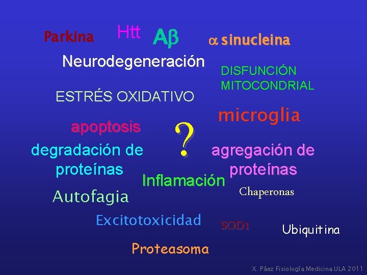 Parkina Htt Ab Neurodegeneración ESTRÉS OXIDATIVO ? a sinucleina DISFUNCIÓN MITOCONDRIAL microglia apoptosis degradación