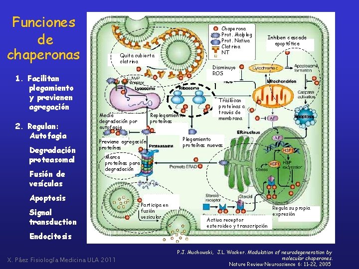Funciones de chaperonas 1. Facilitan plegamiento y previenen agregación 2. Regulan: Autofagia Degradación proteasomal
