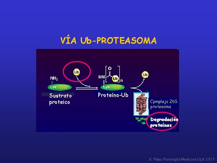 VÍA Ub-PROTEASOMA Sustrato proteico Proteína-Ub Cpmplejo 26 S protesoma Degradación proteínas X. Páez Fisiología