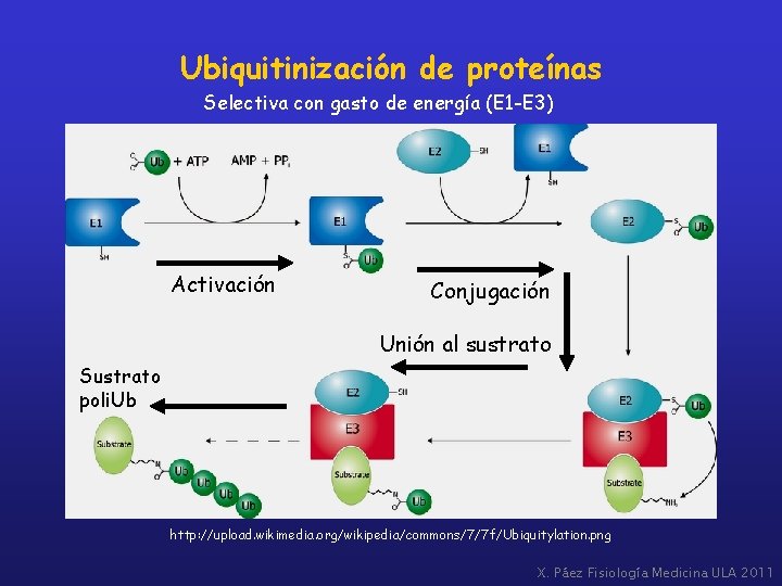 Ubiquitinización de proteínas Selectiva con gasto de energía (E 1 -E 3) Activación Conjugación