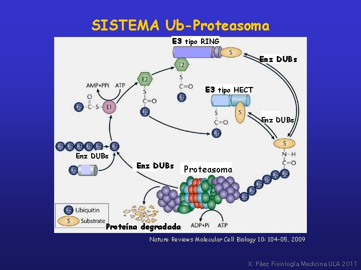SISTEMA Ub-Proteasoma E 3 tipo RING Enz DUBs E 3 tipo HECT Enz DUBs