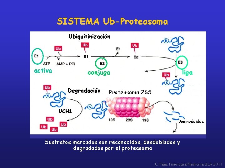 SISTEMA Ub-Proteasoma Ubiquitinización activa conjuga Degradación liga Proteasoma 26 S UCH 1 Aminoácidos Sustratos
