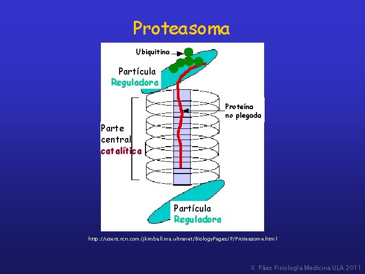 Proteasoma Ubiquitina Partícula Reguladora Proteína no plegada Parte central catalítica Partícula Reguladora http: //users.