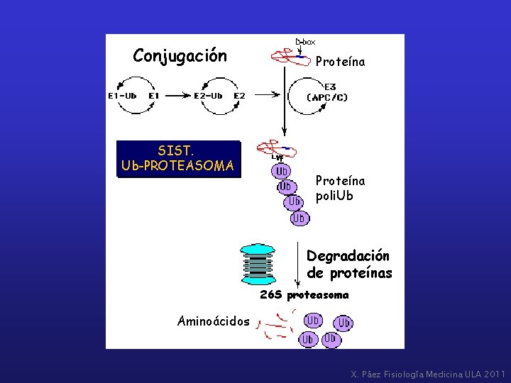 Conjugación SIST. Ub-PROTEASOMA Proteína poli. Ub Degradación de proteínas 26 S proteasoma Aminoácidos X.
