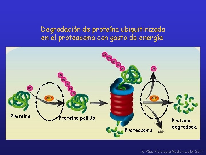 Degradación de proteína ubiquitinizada en el proteasoma con gasto de energía Proteína poli. Ub