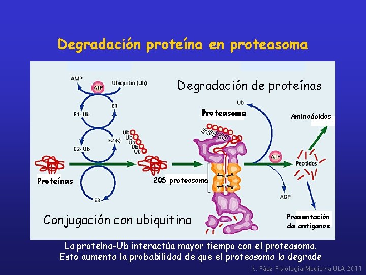 Degradación proteína en proteasoma Degradación de proteínas Proteasoma Proteínas Aminoácidos 20 S proteosoma Conjugación