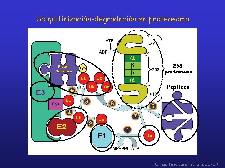 Ubiquitinización-degradación en proteasoma 26 S proteasoma Péptidos X. Páez Fisiología Medicina ULA 2011 