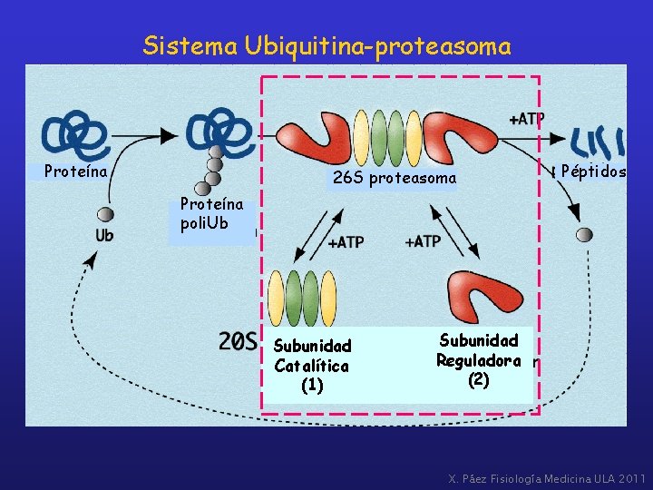 Sistema Ubiquitina-proteasoma Proteína 26 S proteasoma Péptidos Proteína poli. Ub Subunidad Catalítica (1) Subunidad