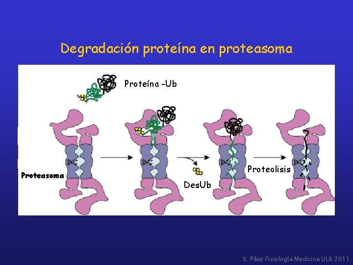 Degradación proteína en proteasoma Proteína -Ub Proteasoma Proteolisis Des. Ub X. Páez Fisiología Medicina