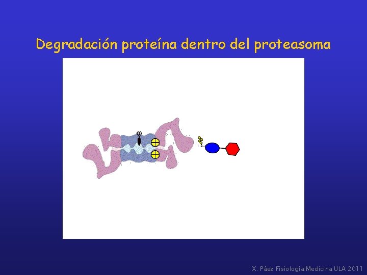 Degradación proteína dentro del proteasoma X. Páez Fisiología Medicina ULA 2011 