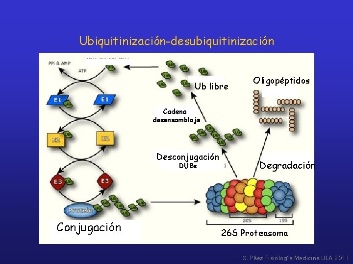 Ubiquitinización-desubiquitinización Ub libre Oligopéptidos Cadena desensamblaje Desconjugación DUBs Conjugación Degradación 26 S Proteasoma X.