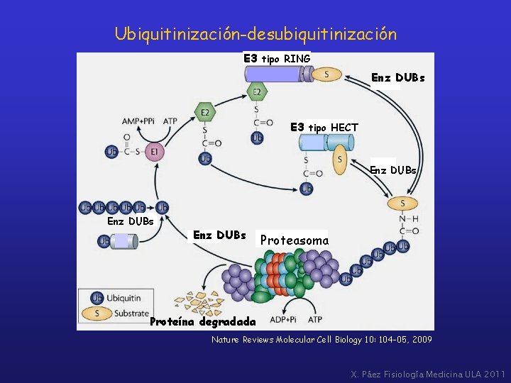 Ubiquitinización-desubiquitinización E 3 tipo RING Enz DUBs E 3 tipo HECT Enz DUBs Proteasoma
