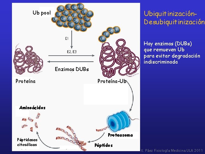 Ubiquitinización. Desubiquitinización Ub pool Hay enzimas (DUBs) que remueven Ub para evitar degradación indiscriminada