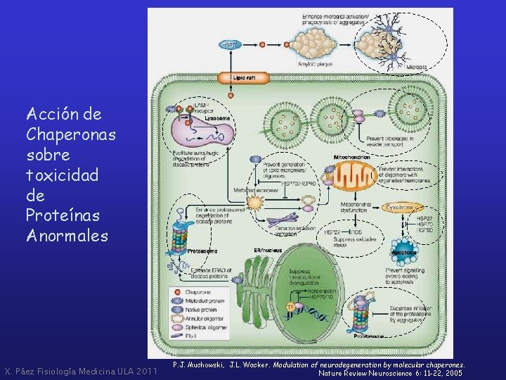 Acción de Chaperonas sobre toxicidad de Proteínas Anormales X. Páez Fisiología Medicina ULA 2011