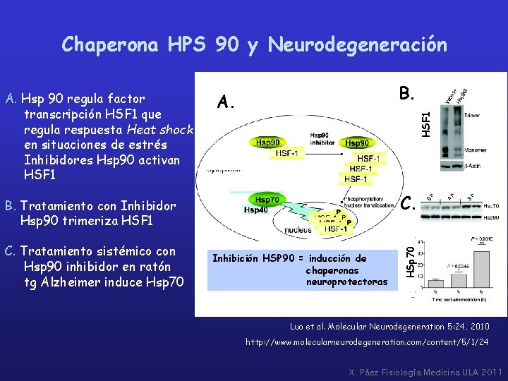 Chaperona HPS 90 y Neurodegeneración B. HSF 1 A. C. B. Tratamiento con Inhibidor