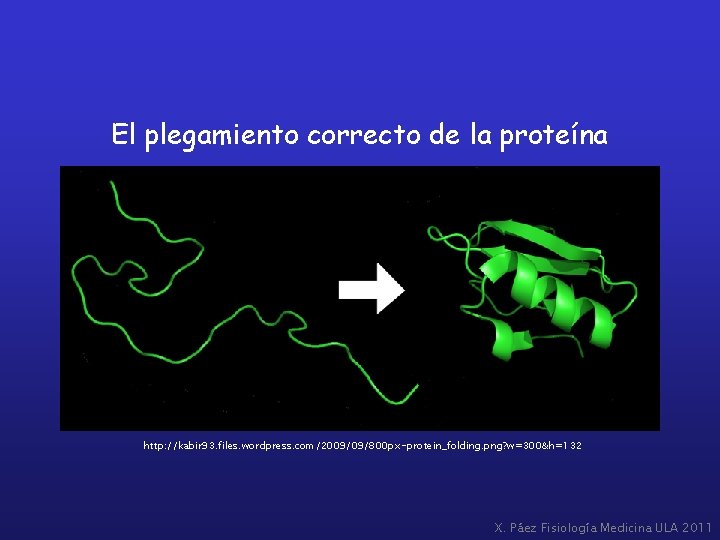 El plegamiento correcto de la proteína http: //kabir 93. files. wordpress. com/2009/09/800 px-protein_folding. png?