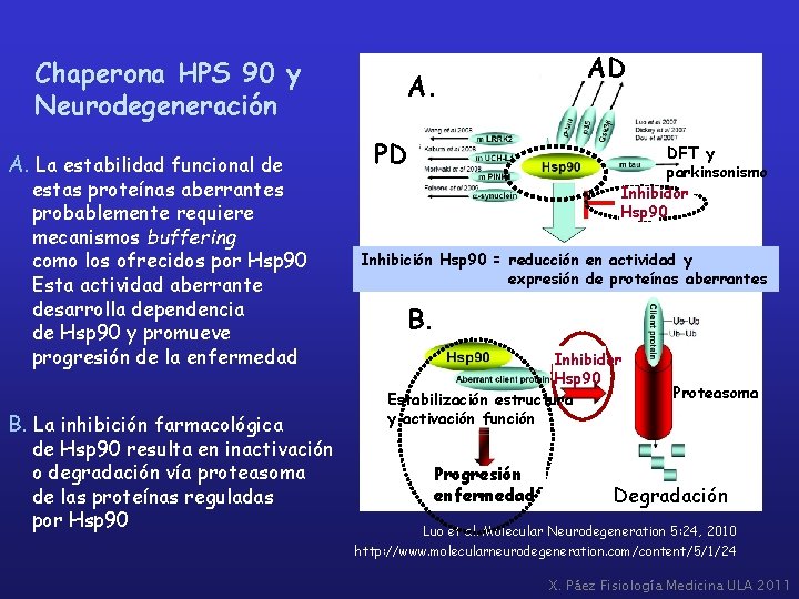 Chaperona HPS 90 y Neurodegeneración A. La estabilidad funcional de estas proteínas aberrantes probablemente