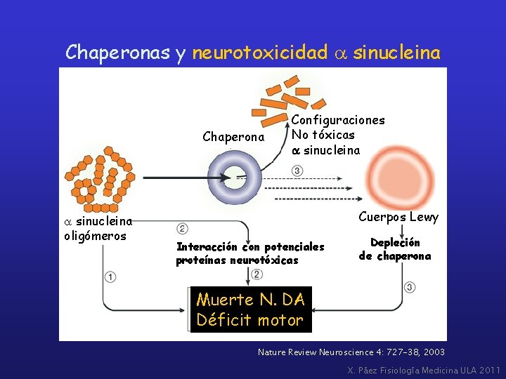 Chaperonas y neurotoxicidad a sinucleina Chaperona a sinucleina oligómeros Configuraciones No tóxicas a sinucleina