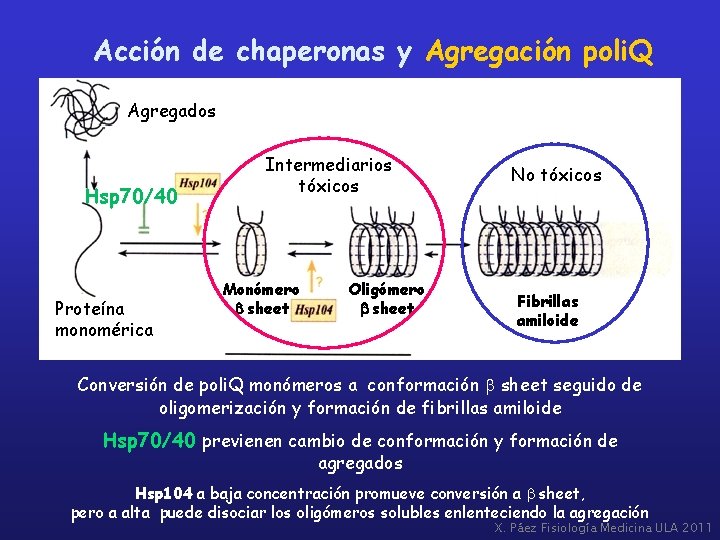 Acción de chaperonas y Agregación poli. Q a Agregados Hsp 70/40 Proteína monomérica Intermediarios