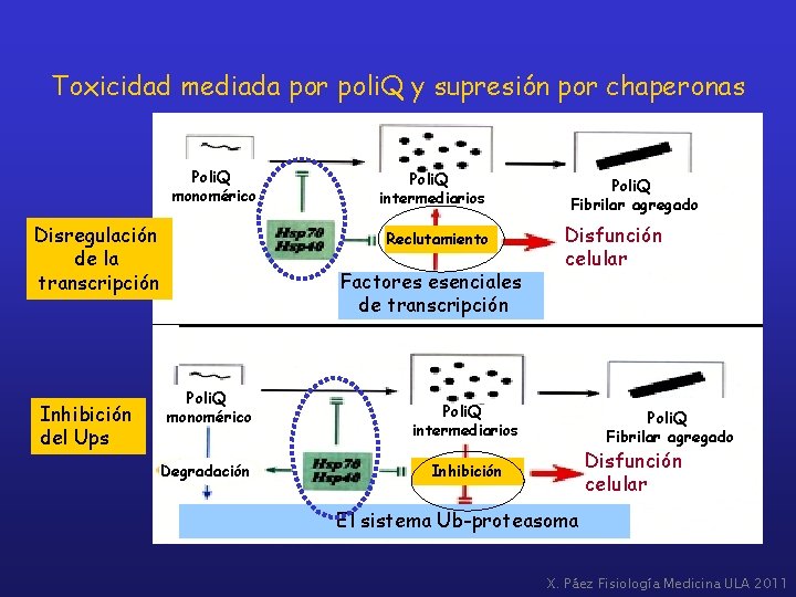 Toxicidad mediada por poli. Q y supresión por chaperonas Poli. Q monomérico Disregulación de