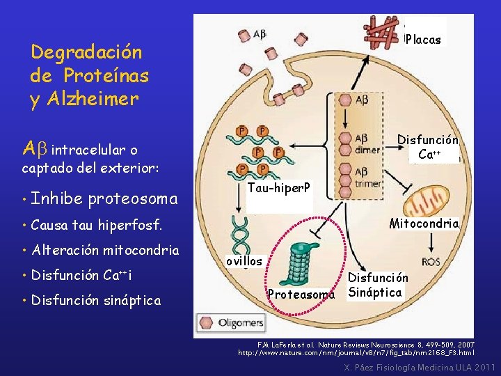 Placas Degradación de Proteínas y Alzheimer Disfunción Ca++ Ab intracelular o captado del exterior: