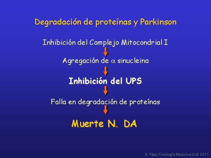Degradación de proteínas y Parkinson Inhibición del Complejo Mitocondrial I Agregación de a sinucleina