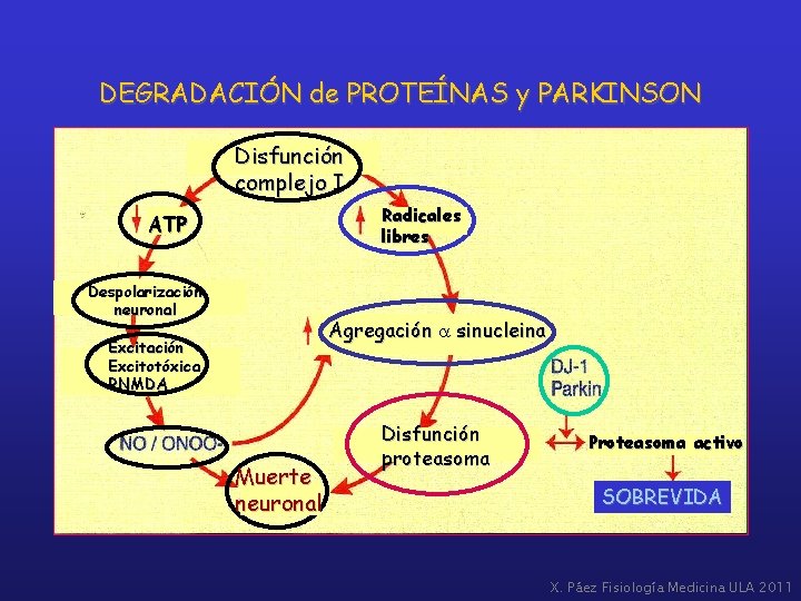 DEGRADACIÓN de PROTEÍNAS y PARKINSON Disfunción complejo I Radicales libres ATP Despolarización neuronal Agregación