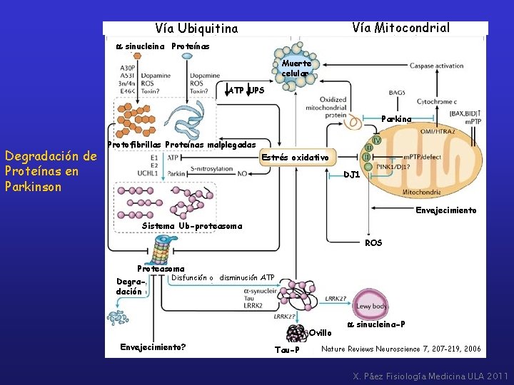 Vía Mitocondrial Vía Ubiquitina a sinucleina Proteínas Muerte celular ATP UPS Parkina Degradación de