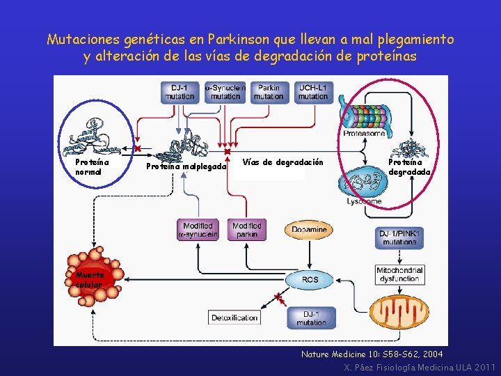 Mutaciones genéticas en Parkinson que llevan a mal plegamiento y alteración de las vías