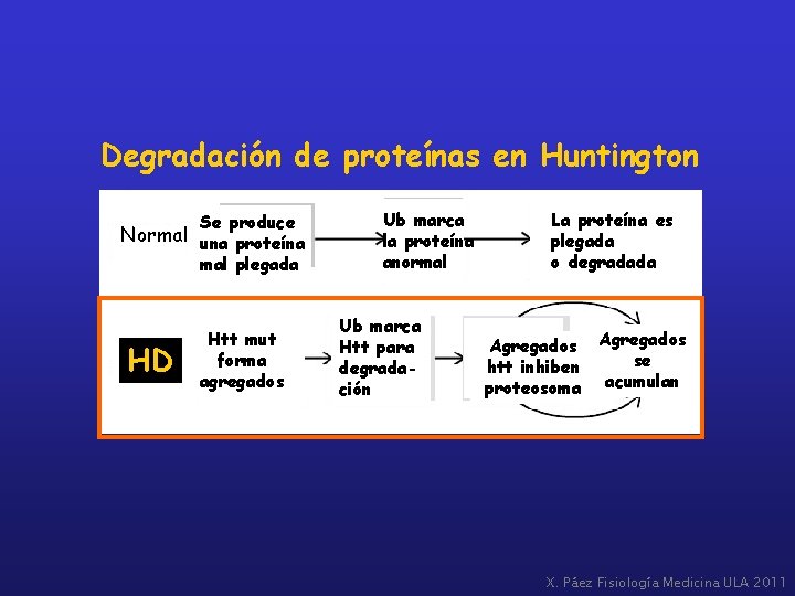 Degradación de proteínas en Huntington Se produce Normal una proteína mal plegada HD Htt