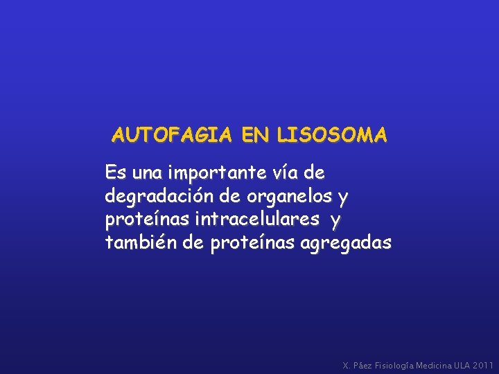 AUTOFAGIA EN LISOSOMA Es una importante vía de degradación de organelos y proteínas intracelulares