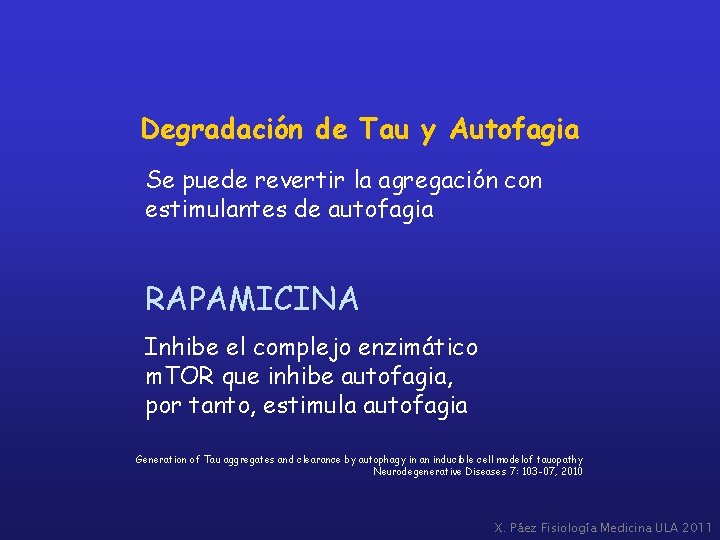 Degradación de Tau y Autofagia Se puede revertir la agregación con estimulantes de autofagia
