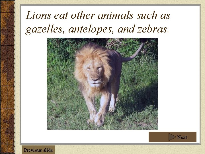 Lions eat other animals such as gazelles, antelopes, and zebras. Next Previous slide 