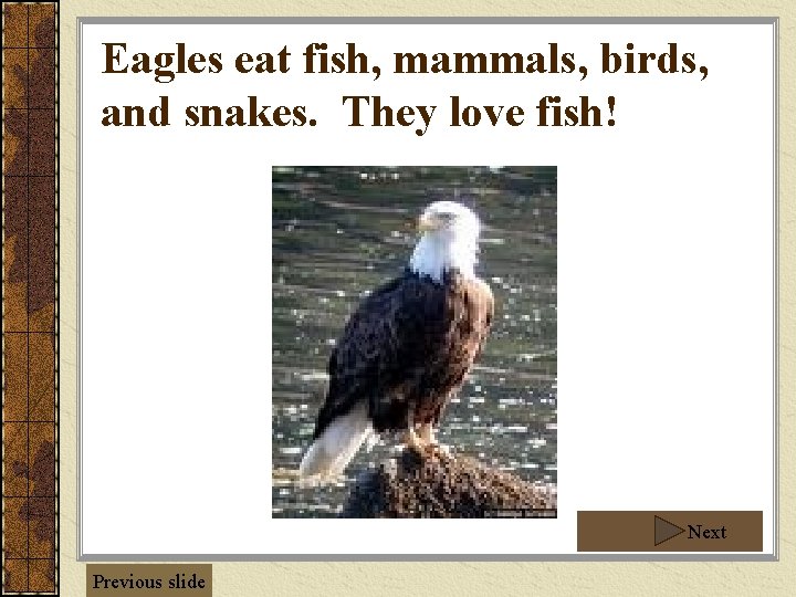Eagles eat fish, mammals, birds, and snakes. They love fish! Next Previous slide 