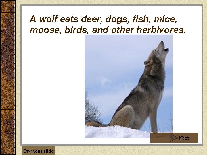 A wolf eats deer, dogs, fish, mice, moose, birds, and other herbivores. Next Previous
