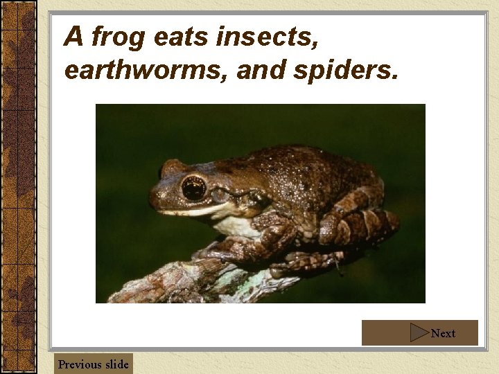 A frog eats insects, earthworms, and spiders. Next Previous slide 