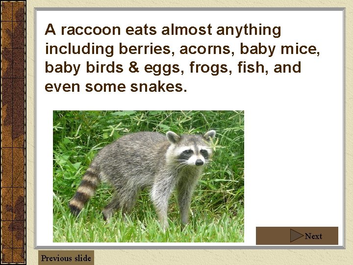 A raccoon eats almost anything including berries, acorns, baby mice, baby birds & eggs, A raccoon eats almost anything including berries, acorns, baby mice, baby birds & eggs,