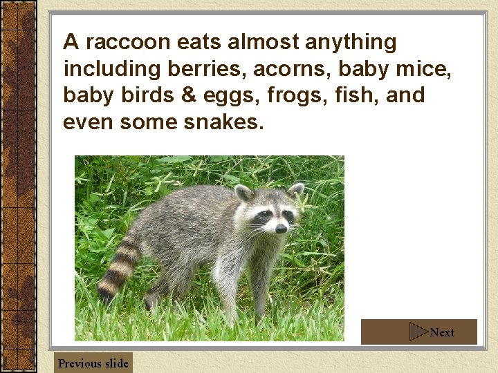 A raccoon eats almost anything including berries, acorns, baby mice, baby birds & eggs,