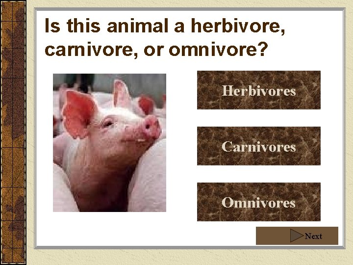Is this animal a herbivore, carnivore, or omnivore? Herbivores Carnivores Omnivores Next 