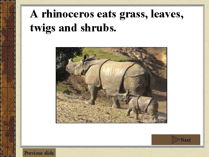 A rhinoceros eats grass, leaves, twigs and shrubs. Next Previous slide 
