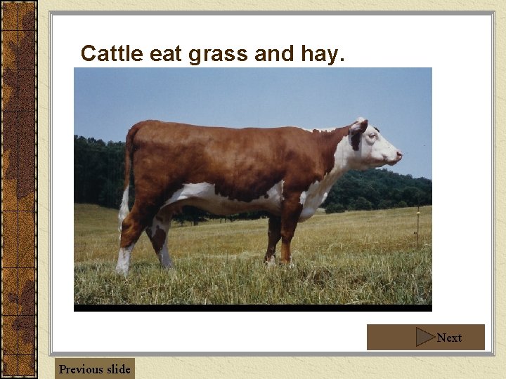 Cattle eat grass and hay. Next Previous slide Cattle eat grass and hay. Next Previous slide