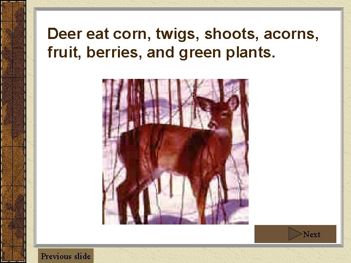 Deer eat corn, twigs, shoots, acorns, fruit, berries, and green plants. Next Previous slide