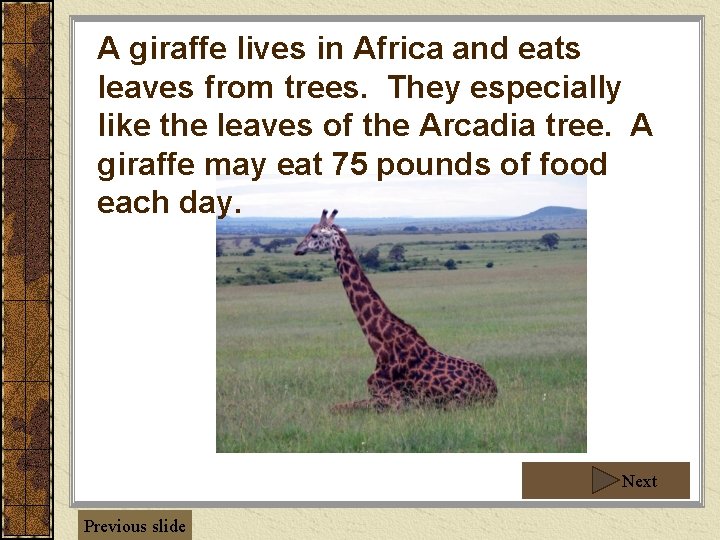 A giraffe lives in Africa and eats leaves from trees. They especially like the