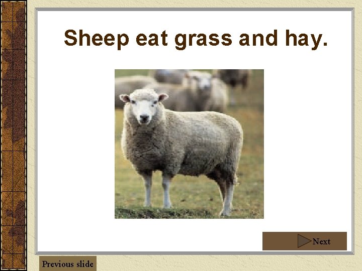 Sheep eat grass and hay. Next Previous slide 