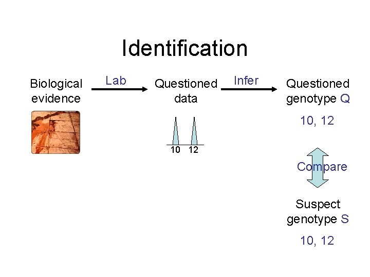 Identification Biological evidence Lab Questioned data Infer Questioned genotype Q 10, 12 10 12