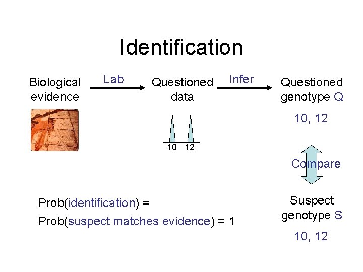 Identification Biological evidence Lab Questioned data Infer Questioned genotype Q 10, 12 10 12
