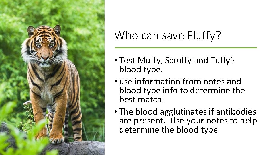 Who can save Fluffy? • Test Muffy, Scruffy and Tuffy’s blood type. • use