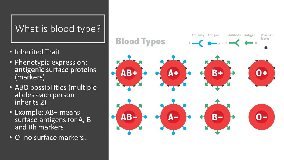 What is blood type? • Inherited Trait • Phenotypic expression: antigenic surface proteins (markers)
