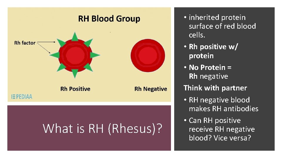 What is RH (Rhesus)? • inherited protein surface of red blood cells. • Rh